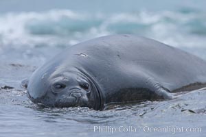 Southern elephant seal, juvenile. The southern elephant seal is the largest pinniped, and the largest member of order Carnivora, ever to have existed. It gets its name from the large proboscis (nose) it has when it has grown to adulthood, Mirounga leonina, Shingle Cove, Coronation Island, South Orkney Islands, Southern Ocean