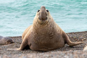Southern elephant seal, adult male, Mirounga leonina, Valdes Peninsula, Argentina, Mirounga leonina, Puerto Piramides, Chubut