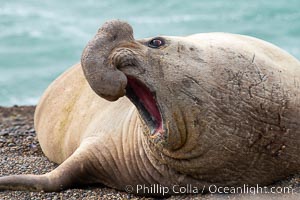 Southern elephant seal, adult male, Mirounga leonina, Valdes Peninsula, Argentina, Mirounga leonina, Puerto Piramides, Chubut