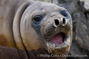 Southern elephant seal, juvenile. The southern elephant seal is the largest pinniped, and the largest member of order Carnivora, ever to have existed. It gets its name from the large proboscis (nose) it has when it has grown to adulthood, Mirounga leonina, Shingle Cove, Coronation Island, South Orkney Islands, Southern Ocean