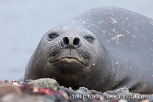 Southern elephant seal, Mirounga leonina, Livingston Island