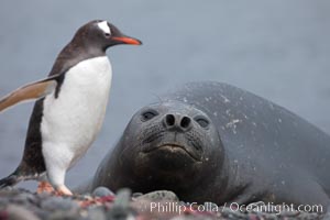 Southern elephant seal watches gentoo penguin, Mirounga leonina, Pygoscelis papua, Livingston Island