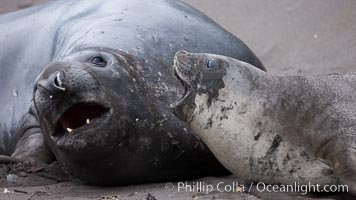 Southern elephant seal, juveniles mock sparring, Mirounga leonina, Livingston Island