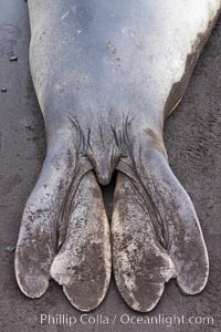 Southern elephant seal, hind flipper detail.