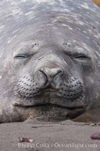 Southern elephant seal, Mirounga leonina, Livingston Island