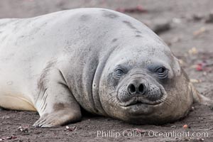 Southern elephant seal, Mirounga leonina, Livingston Island