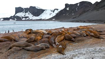 Southern elephant seals, gathered in a small colony near the ocean, a pinniped wallow, Mirounga leonina, Livingston Island