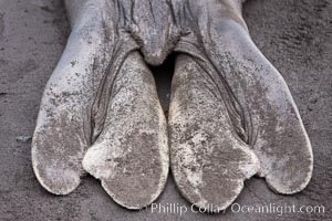 Southern elephant seal, hind flipper detail, Mirounga leonina, Livingston Island