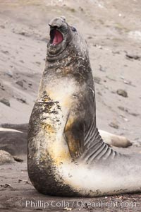 Southern elephant seal, Mirounga leonina, Livingston Island