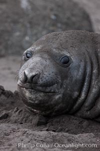 Southern elephant seal, Mirounga leonina, Livingston Island