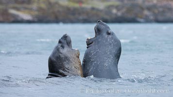 Southern elephant seal, juveniles mock sparring, Mirounga leonina, Livingston Island