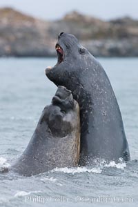 Southern elephant seal, juveniles mock sparring, Mirounga leonina, Livingston Island