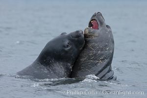 Southern elephant seal, juveniles mock sparring, Mirounga leonina, Livingston Island