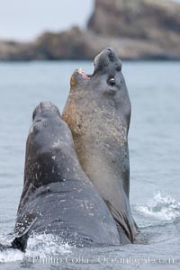 Southern elephant seal, juveniles mock sparring, Mirounga leonina, Livingston Island