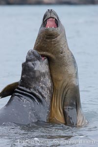 Southern elephant seal, juveniles mock sparring. Livingston Island, Antarctic Peninsula, Antarctica, Mirounga leonina, natural history stock photograph, photo id 25947