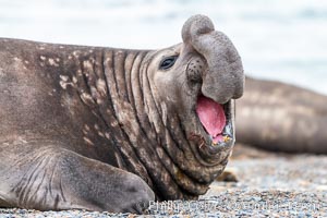 Southern elephant seal, adult male, Mirounga leonina, Valdes Peninsula, Argentina, Puerto Piramides, Chubut