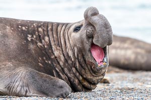 Southern elephant seal, adult male, Mirounga leonina, Valdes Peninsula, Argentina, Mirounga leonina, Puerto Piramides, Chubut