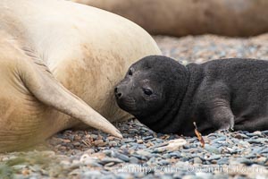 Southern elephant seal, pup nursing, 'Mirounga leonina, Valdes Peninsula, Argentina, Puerto Piramides, Chubut