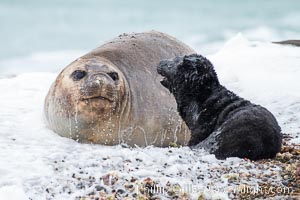 Southern elephant seal, mother and pup, Mirounga leonina, Valdes Peninsula, Mirounga leonina, Puerto Piramides, Chubut, Argentina