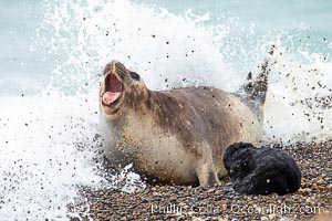 Southern elephant seal, mother and pup, Mirounga leonina, Valdes Peninsula, Mirounga leonina, Puerto Piramides, Chubut, Argentina