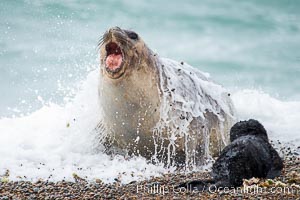 Southern elephant seal, mother and pup, Mirounga leonina, Valdes Peninsula, Mirounga leonina, Puerto Piramides, Chubut, Argentina