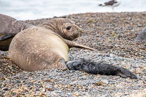 Southern elephant seal pup being born, birth, Mirounga leonina, Valdes Peninsula, Mirounga leonina, Puerto Piramides, Chubut, Argentina