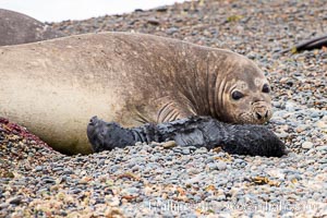 Southern elephant seal pup taking its first breath. Just moments before the pup was still wrapped in placenta and had to free its head in order to breathe, Mirounga leonina, Valdes Peninsula, Mirounga leonina, Puerto Piramides, Chubut, Argentina