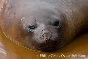 Southern elephant seal, juvenile.  The southern elephant seal is the largest pinniped, and the largest member of order Carnivora, ever to have existed.  It gets its name from the large proboscis (nose) it has when it has grown to adulthood.