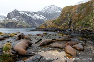 Southern elephant seal, juvenile.  The southern elephant seal is the largest pinniped, and the largest member of order Carnivora, ever to have existed.  It gets its name from the large proboscis (nose) it has when it has grown to adulthood, Mirounga leonina, Hercules Bay