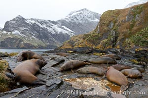 Southern elephant seal, juvenile.  The southern elephant seal is the largest pinniped, and the largest member of order Carnivora, ever to have existed.  It gets its name from the large proboscis (nose) it has when it has grown to adulthood, Mirounga leonina, Hercules Bay