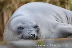 Southern elephant seal, juvenile.  The southern elephant seal is the largest pinniped, and the largest member of order Carnivora, ever to have existed.  It gets its name from the large proboscis (nose) it has when it has grown to adulthood.