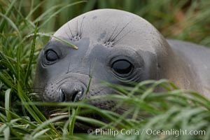 Southern elephant seal, juvenile.  The southern elephant seal is the largest pinniped, and the largest member of order Carnivora, ever to have existed.  It gets its name from the large proboscis (nose) it has when it has grown to adulthood.