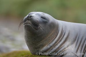 Southern elephant seal, juvenile, Mirounga leonina, Fortuna Bay