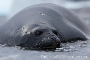 Southern elephant seal, juvenile. The southern elephant seal is the largest pinniped, and the largest member of order Carnivora, ever to have existed. It gets its name from the large proboscis (nose) it has when it has grown to adulthood, Mirounga leonina, Shingle Cove, Coronation Island, South Orkney Islands, Southern Ocean