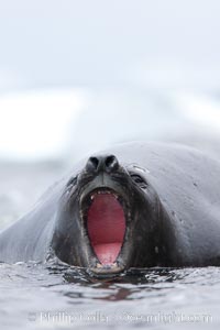 Southern elephant seal, juvenile. The southern elephant seal is the largest pinniped, and the largest member of order Carnivora, ever to have existed. It gets its name from the large proboscis (nose) it has when it has grown to adulthood, Mirounga leonina, Shingle Cove, Coronation Island, South Orkney Islands, Southern Ocean