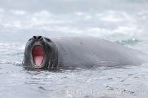 Southern elephant seal, juvenile. The southern elephant seal is the largest pinniped, and the largest member of order Carnivora, ever to have existed. It gets its name from the large proboscis (nose) it has when it has grown to adulthood, Mirounga leonina, Shingle Cove, Coronation Island, South Orkney Islands, Southern Ocean