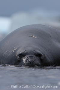 Southern elephant seal, juvenile. The southern elephant seal is the largest pinniped, and the largest member of order Carnivora, ever to have existed. It gets its name from the large proboscis (nose) it has when it has grown to adulthood, Mirounga leonina, Shingle Cove, Coronation Island, South Orkney Islands, Southern Ocean