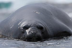 Southern elephant seal, juvenile. The southern elephant seal is the largest pinniped, and the largest member of order Carnivora, ever to have existed. It gets its name from the large proboscis (nose) it has when it has grown to adulthood, Mirounga leonina, Shingle Cove, Coronation Island, South Orkney Islands, Southern Ocean