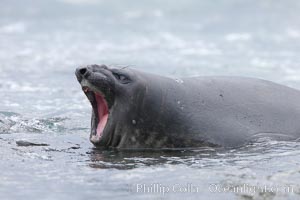 Southern elephant seal, juvenile. The southern elephant seal is the largest pinniped, and the largest member of order Carnivora, ever to have existed. It gets its name from the large proboscis (nose) it has when it has grown to adulthood, Mirounga leonina, Shingle Cove, Coronation Island, South Orkney Islands, Southern Ocean