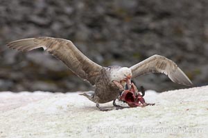 Southern giant petrel kills and eats an Adelie penguin chick, Shingle Cove, Macronectes giganteus, Coronation Island, South Orkney Islands, Southern Ocean