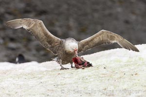 Southern giant petrel kills and eats an Adelie penguin chick, Shingle Cove, Macronectes giganteus, Coronation Island, South Orkney Islands, Southern Ocean