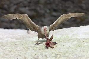 Southern giant petrel kills and eats an Adelie penguin chick, Shingle Cove, Macronectes giganteus, Coronation Island, South Orkney Islands, Southern Ocean