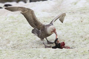 Southern giant petrel kills and eats an Adelie penguin chick, Shingle Cove, Macronectes giganteus, Coronation Island, South Orkney Islands, Southern Ocean
