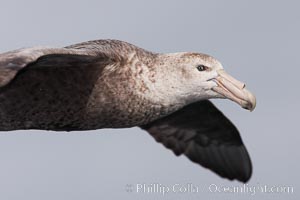 Southern giant petrel in flight.  The distinctive tube nose (naricorn), characteristic of species in the Procellariidae family (tube-snouts), is easily seen, Macronectes giganteus