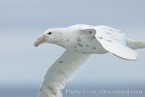 White nellie, the white morph of the southern giant petrel.  Southern giant petrel in flight.