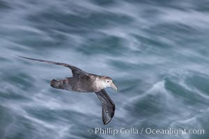 Southern giant petrel in flight at dusk, after sunset, as it soars over the open ocean in search of food. Falkland Islands, United Kingdom, Macronectes giganteus, natural history stock photograph, photo id 23680
