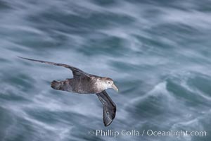 Southern giant petrel in flight at dusk, after sunset, as it soars over the open ocean in search of food, Macronectes giganteus