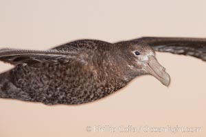 Southern giant petrel in flight.  The distinctive tube nose (naricorn), characteristic of species in the Procellariidae family (tube-snouts), is easily seen.
