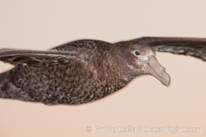 Southern giant petrel in flight.  The distinctive tube nose (naricorn), characteristic of species in the Procellariidae family (tube-snouts), is easily seen, Macronectes giganteus