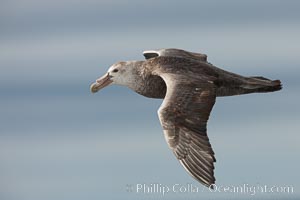 Southern giant petrel in flight.  The distinctive tube nose (naricorn), characteristic of species in the Procellariidae family (tube-snouts), is easily seen.